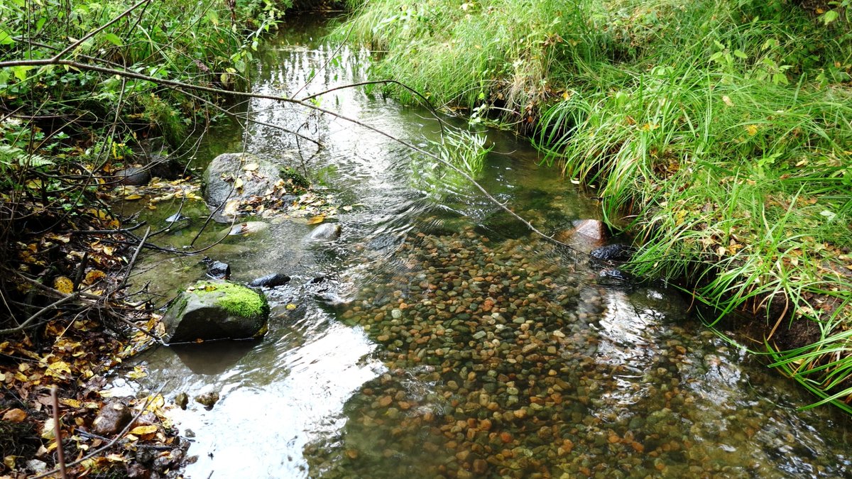 Virhon Vantaanjoen vesistön kesäkunnostukset ovat loppusuoralla. Viime ja tällä viikolla on huollettu aiempina vuosina rakennettuja kutusoraikkoja. Ensi ja seuraavalla viikolla rakennetaan vielä tämän kesän viimeiset uudet kutusoraikot.
#vantaanjoki #virho