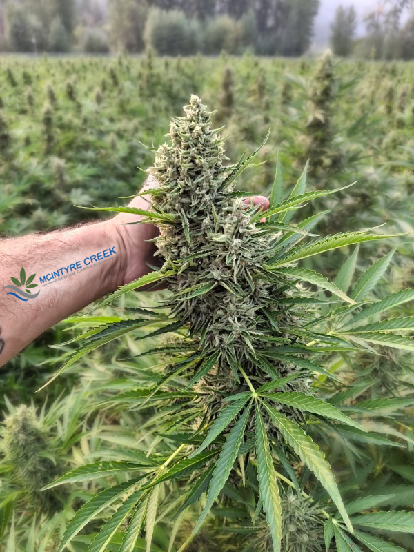 McIntyreCreek's tweet image. 🍁Natural sunlight offers full spectrum light wavelength, something no artificial system can truly replicate
Driving strong terpene dev &amp;amp; rich cannabinoid profiles!

Email for inquiries or bud reservations: quinn@mcintyrecreek.com

#canadiancannabis #exportready #terpeneprofile