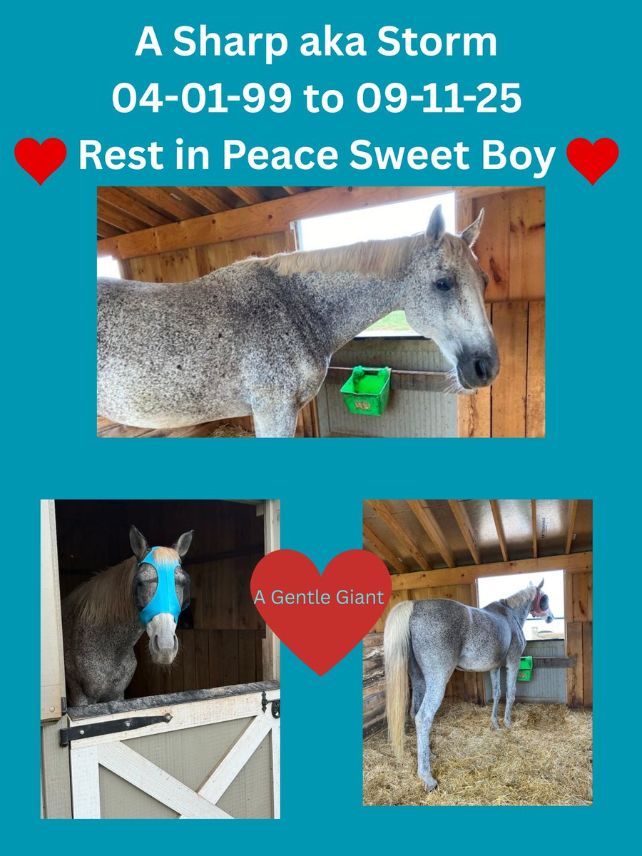 😢😢💔💔 Very sad day. We lost our precious Storm (Registered name A Sharp) this morning due to heart failure. We rescued Storm back in 2015 from the PA kill pen. He was adopted for a few years in the past until that did not work out and we went and got him and brought him home.