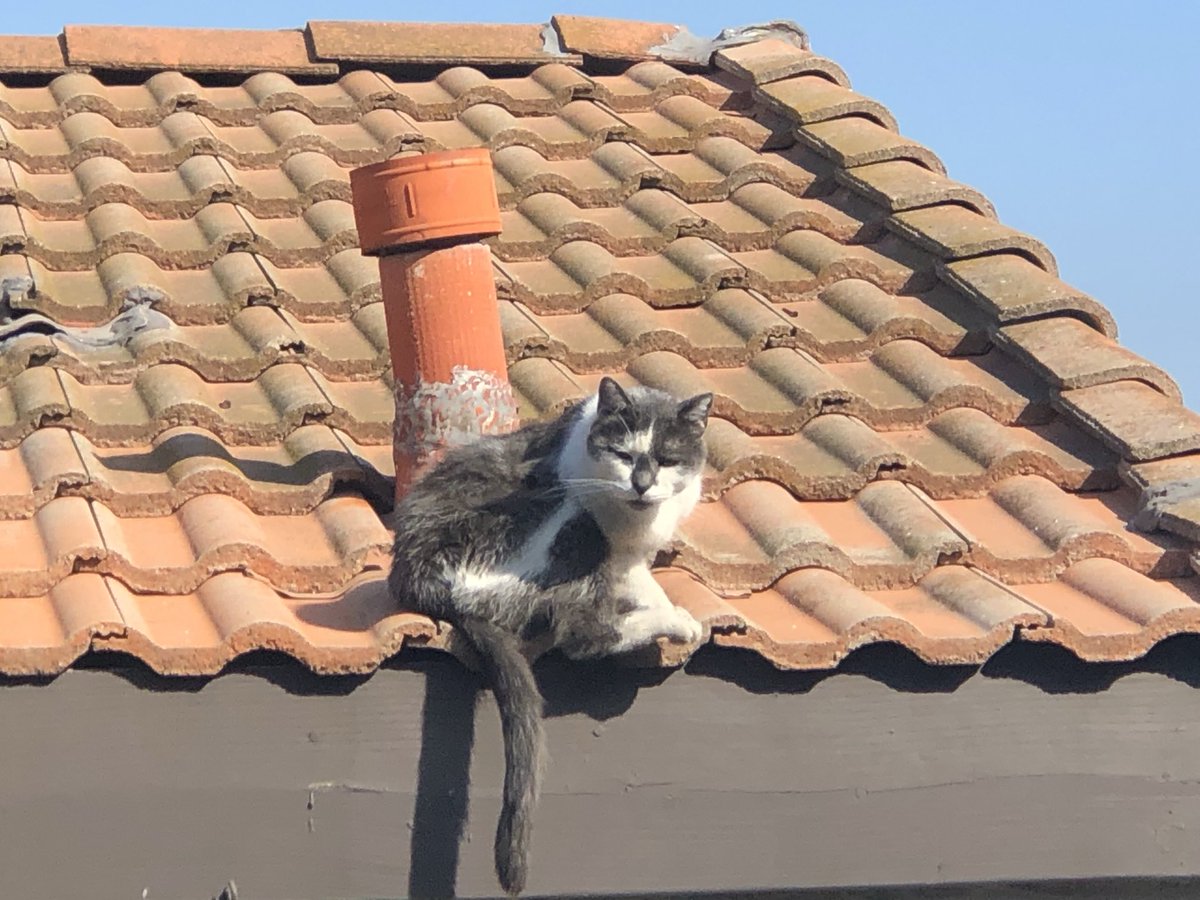 ballothecat's tweet photo. #UncleMax #DangerKitty https://t.co/PFNDAItHe5
