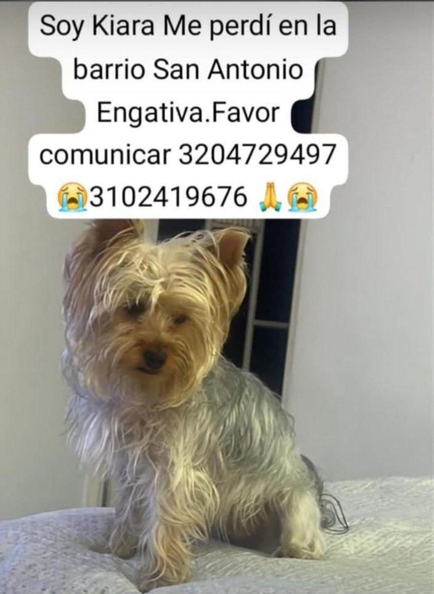 🆘Su familia busca a Kiara 🐶, desde el 10 de septiembre en Engativa - Bogotá, por favor compartamos 🙏

<a href="/MONYRODRIGUEZOF/">MÓNICA RODRÍGUEZ 🐤</a> <a href="/margaritavela/">Margarita Vela 🌳🍀🌽🌼</a> <a href="/Marce_Tabares/">Marce Tabares 🐶</a> <a href="/piedrahitangela/">Ángela Piedrahita 🐤</a> <a href="/DanielSamperO/">Daniel Samper Ospina</a> <a href="/HELIODOPTERO/">Gonzalo Guillén</a> @coraimatorresd <a href="/patrulleroefra/">Efrain Arce</a> <a href="/laurarubiogu/">Laura Rubio</a> <a href="/darcyquinnr/">Darcy Quinn</a>