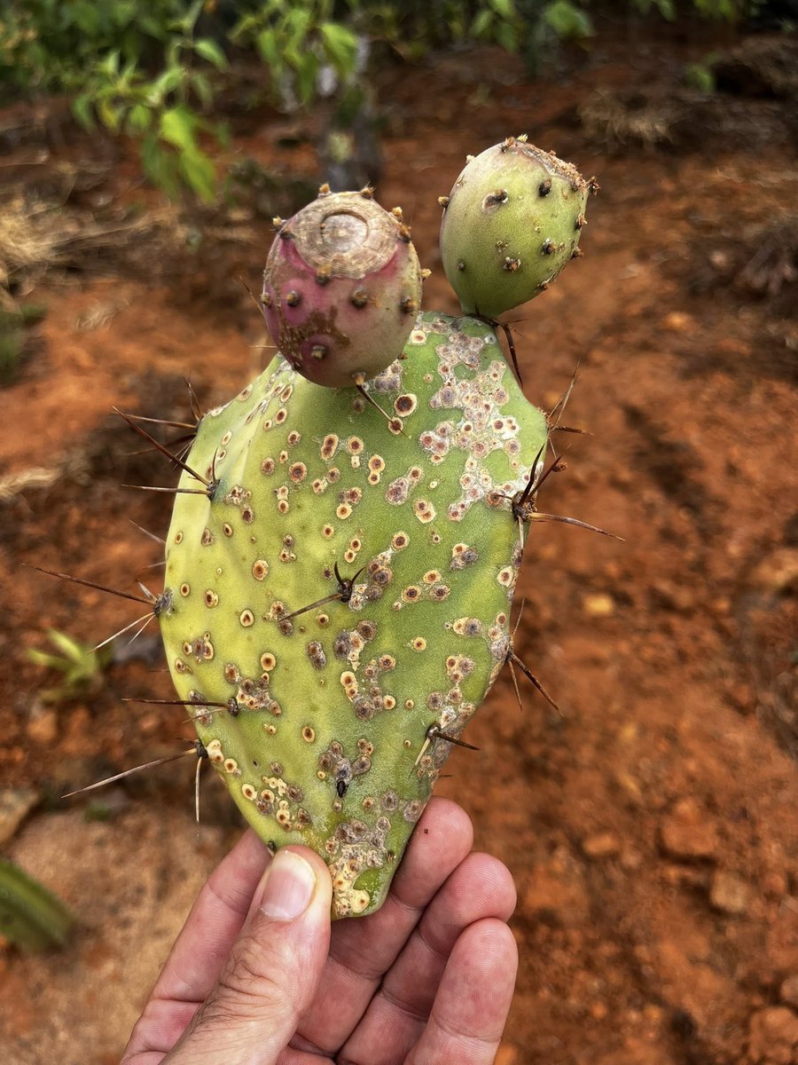 Joe Brewer tweet media