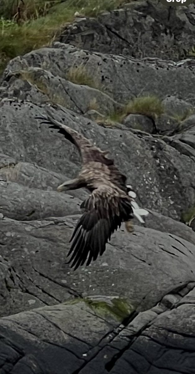 Summer vacation in Scandinavia is simply stunning. Here in the Lofoten Islands in Northern Norway. Even the sea eagle was likely impressed enjoying the view. ⁦<a href="/visitnorway/">Visit Norway</a>⁩ ⁦<a href="/lofotenlinks/">Lofoten Links</a>⁩