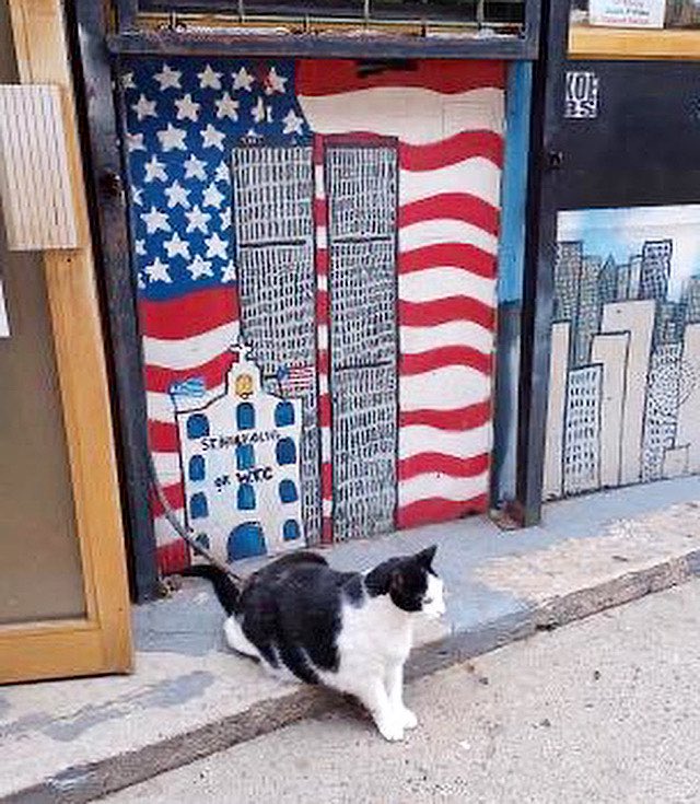 Bodega Cats tweet media