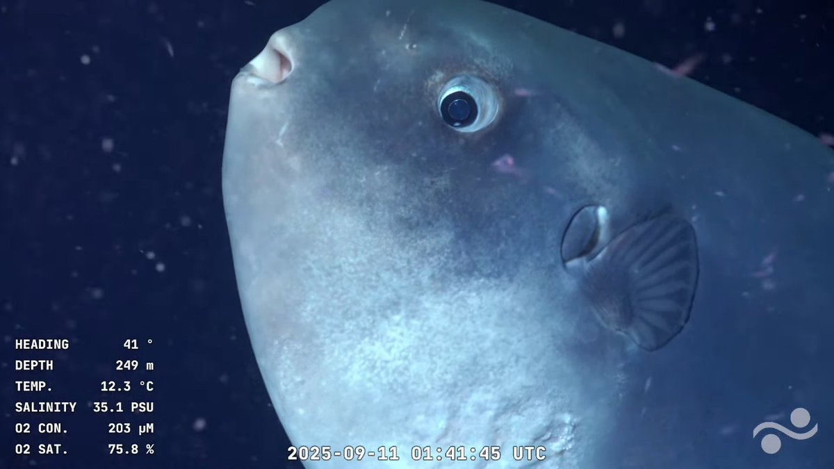 Aparece a 250 metros de profundidad a 200 kms de Cabo Polonio un pez luna (Mola mola). Es uno de los peces óseos más pesados del mundo, con una media de 1000 kg y con ejemplares que alcanzan más de tres metros de longitud. Se alimenta de medusas. 
uruguaysub200.udelar.edu.uy
