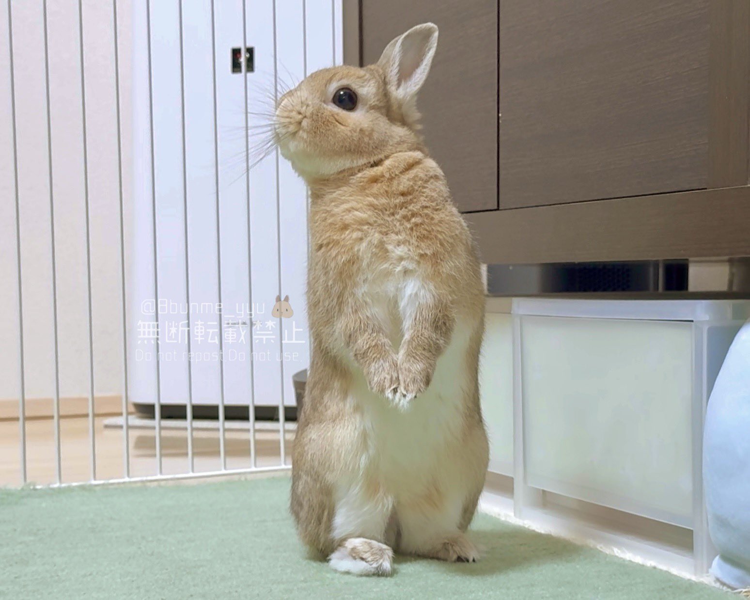 うさぎのうい🐰 on X: 
