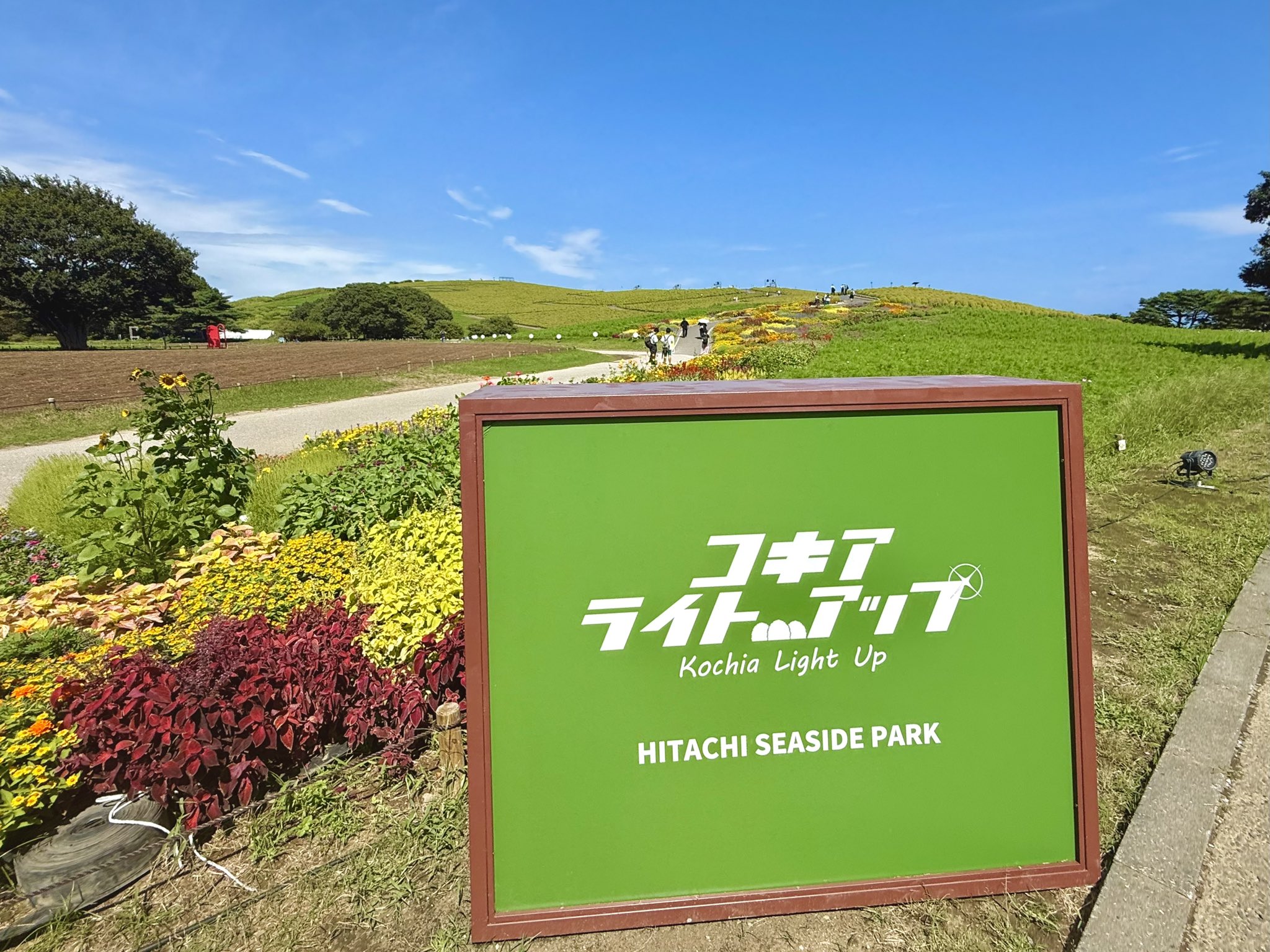MAN WITH A MISSION 国営ひたち海浜公園　コキア コキアライトアップ」国営ひたち海浜公園でコキア約4万本に光の