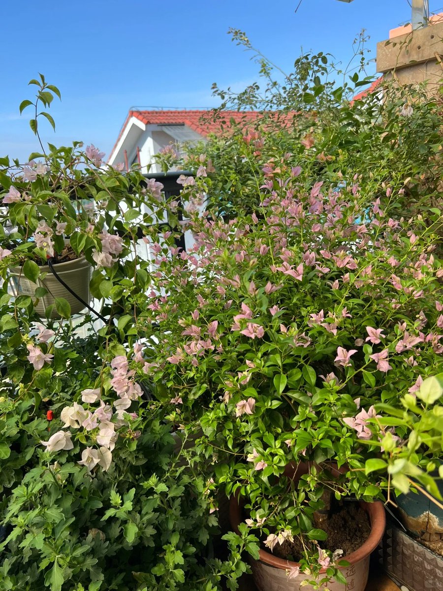 AmandaCliffor15's tweet image. Joy is the warmth of the soul.#FeelingGood #LifeAndStyle #MinimalLife