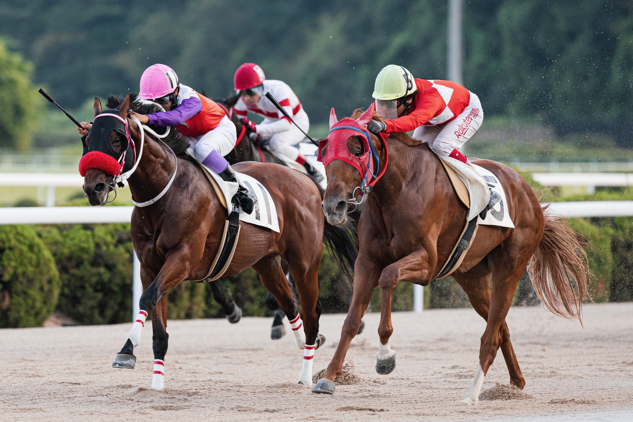 競馬 セディバン (C'Est Divin) | 競走馬データ - netkeiba
