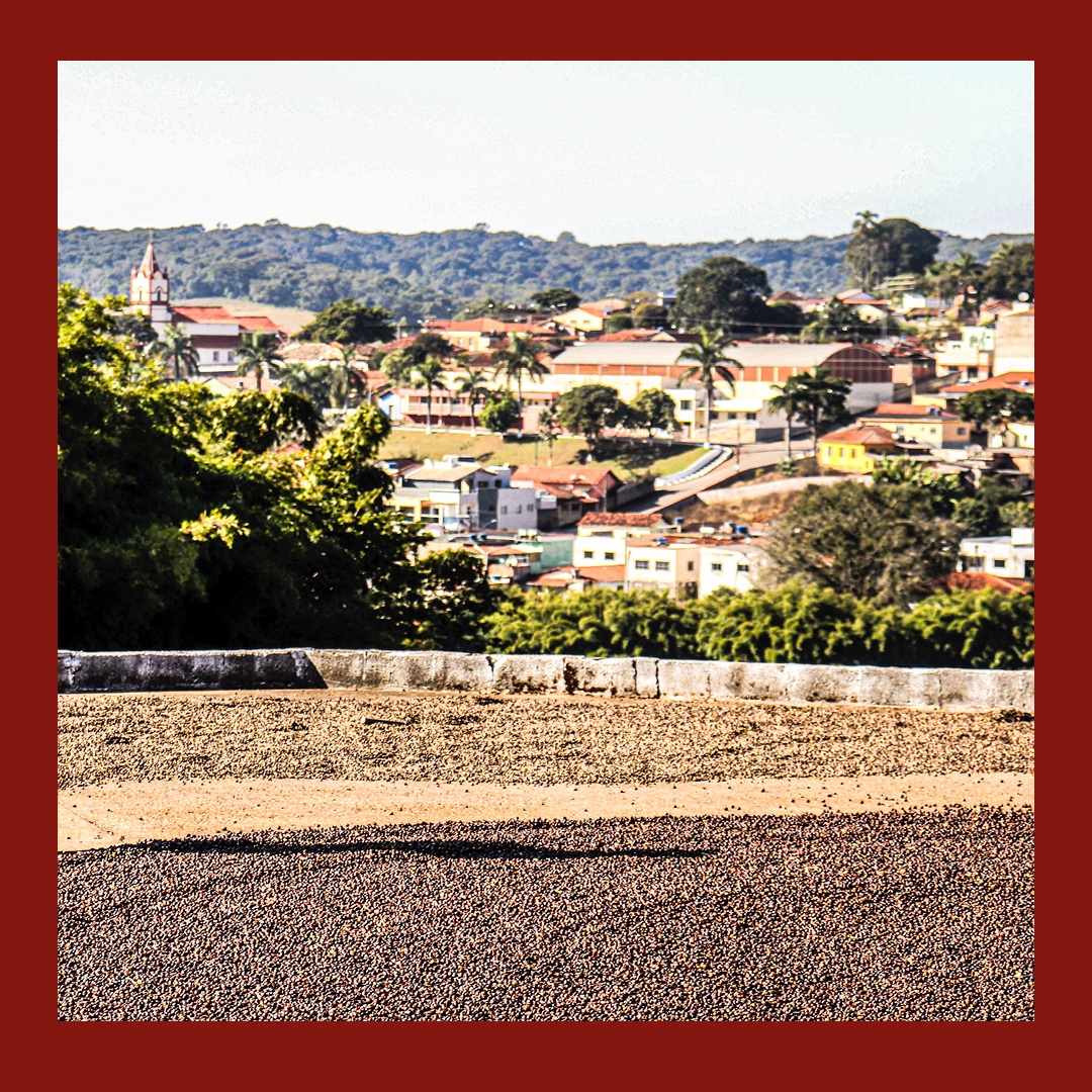 NEW Coffee! Our third single origin of the year from Brazil and the best one yet!

The sweetness of apricot and stone fruits develop into tropical notes of ripe mango and as the cup cools, a smooth, lingering hint of brown sugar.

Get it here:
carvetiicoffee.co.uk/products/fazen…

#coffee