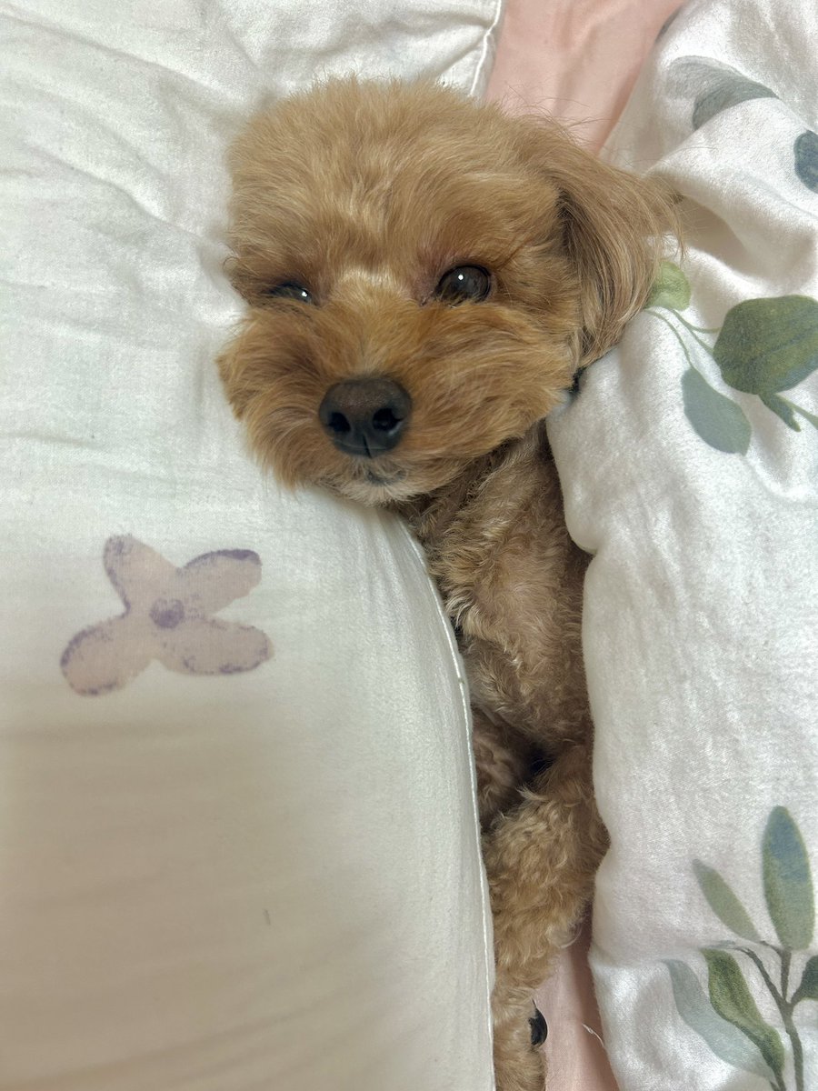 pino_fuwafuwa's tweet image. 枕と布団を使うわんちゃん🐶
  #ペキプー #犬のいる暮らし