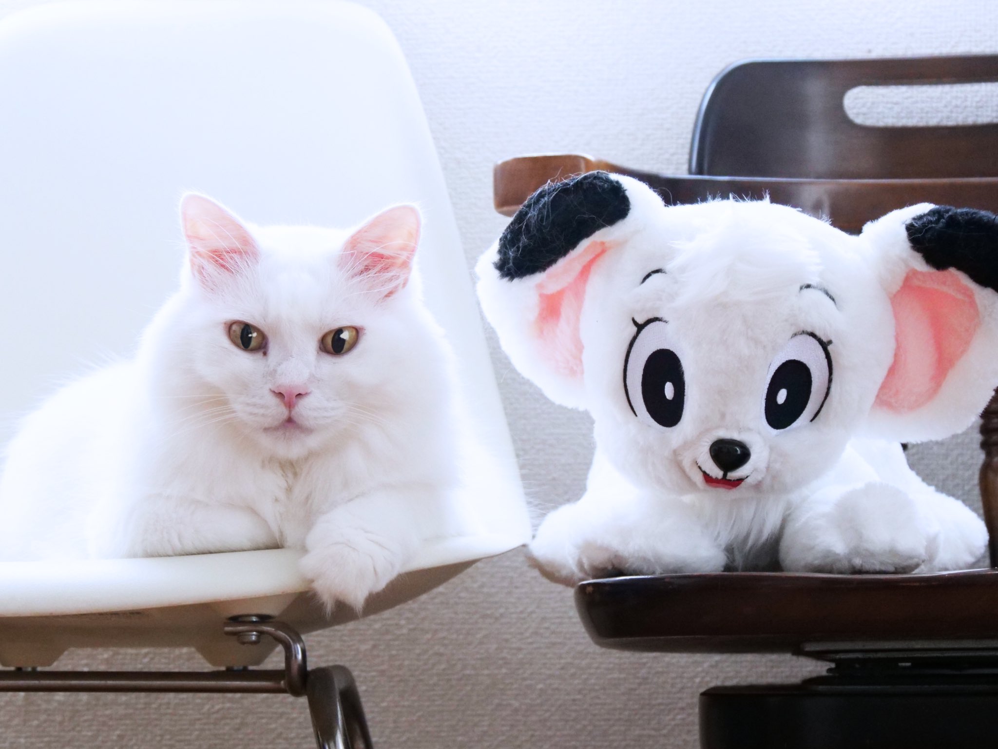ピエロ猫 いっぬ on X: 