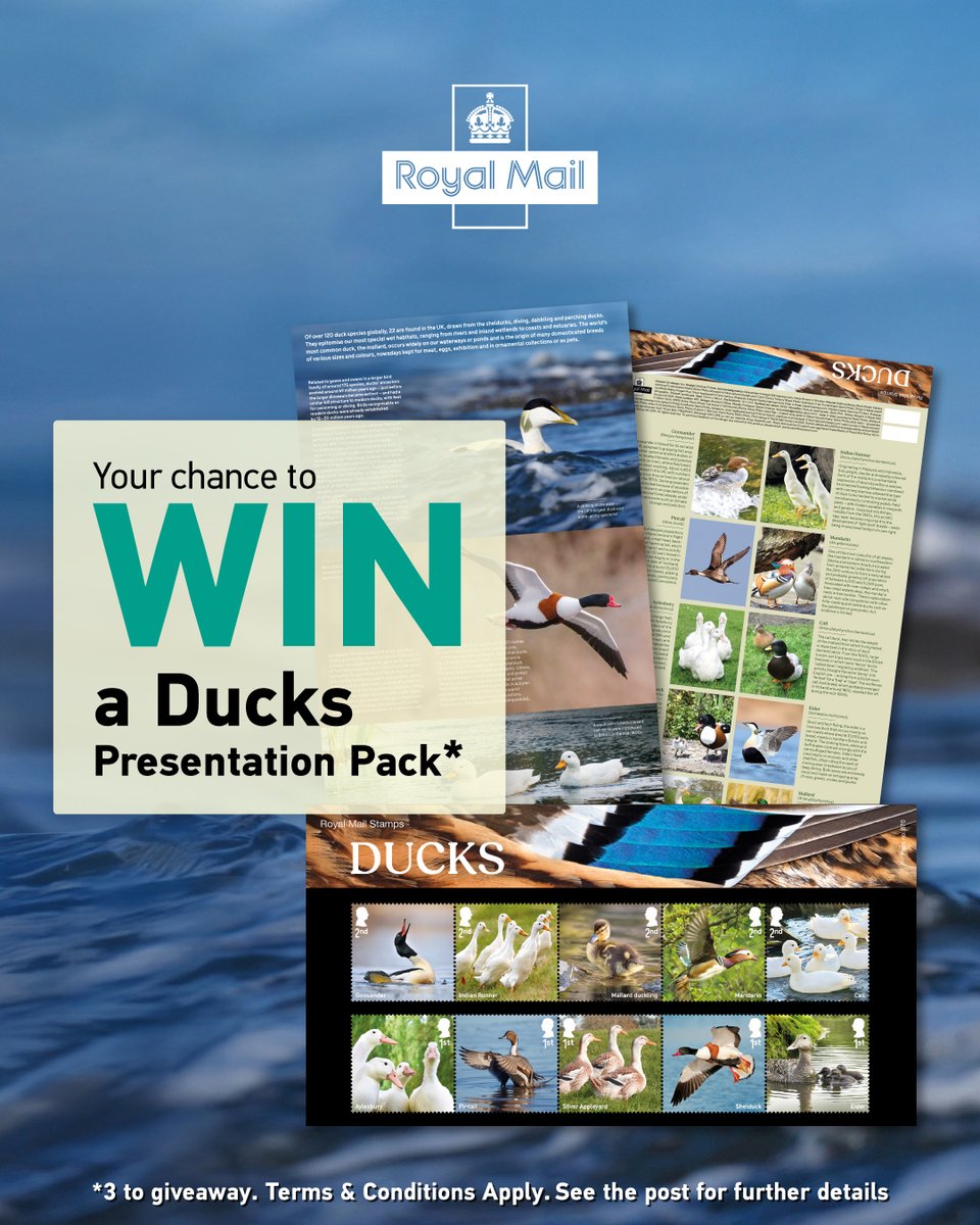 RoyalMail's tweet image. Here's your chance to win a Ducks Presentation Pack (3 to giveaway)
  
Q. What's a male Duck called?
  
To enter, like + RT + reply with the correct answer by 11:59pm on 29/08/2025
  
18+ UK only. Ts &amp;amp; Cs: royalmail.com/d8/socialmedia…