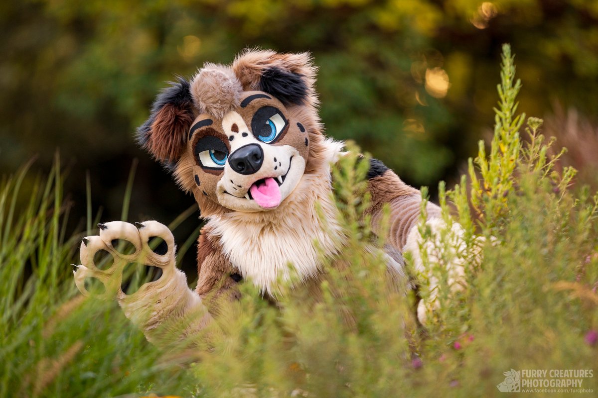 Did you take the 🎾 ball??
I know you didn’t throw!!

🧵 <a href="/AlphaDogsStudio/">Alpha Dogs</a>
📷 <a href="/FurCPhoto/">Furry C. Photo</a>