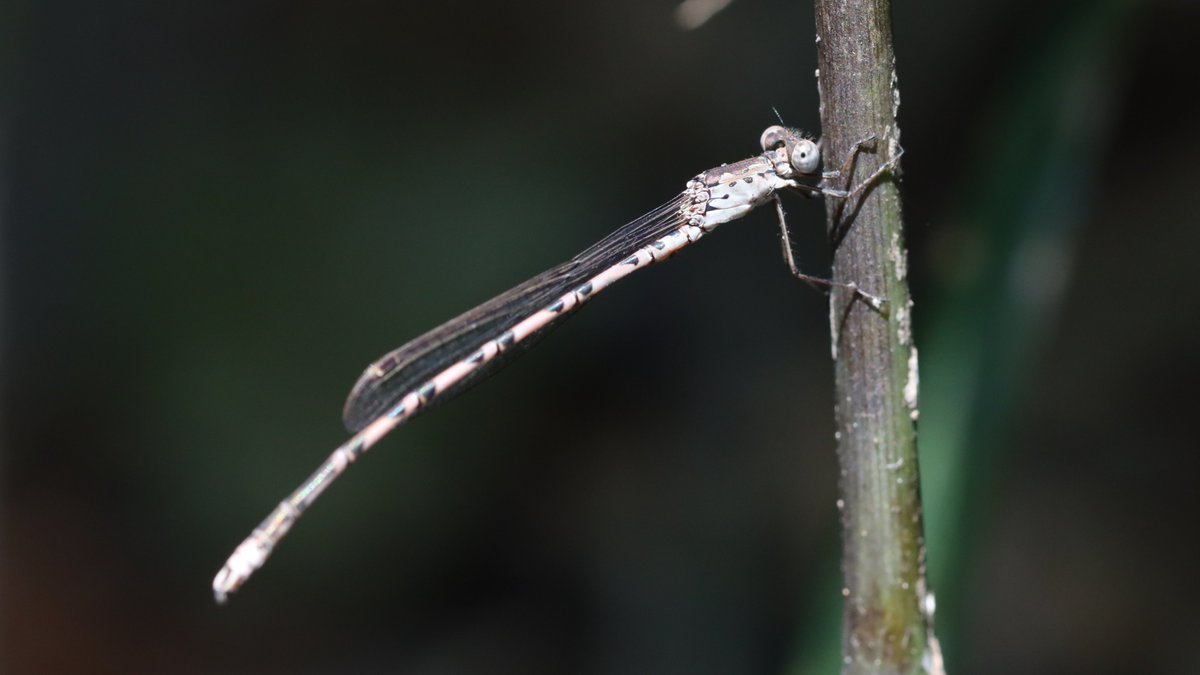 insects_birds's tweet photo. ホソミオツネントンボ, Indolestes peregrinus
#Spreadwing #damselfly #insect #bug #イトトンボ #トンボ https://t.co/d0J4Uazx1X