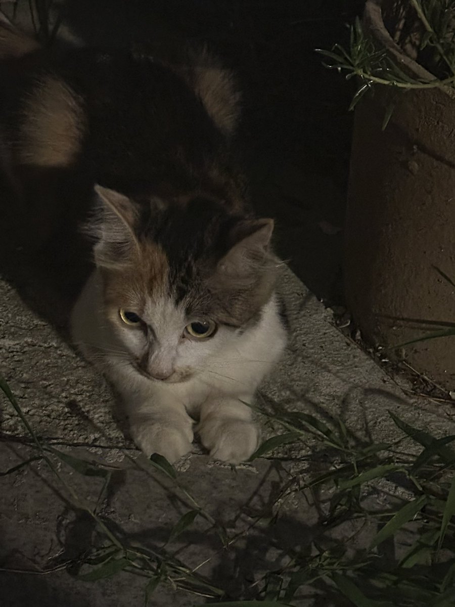BlueCikiciki's tweet photo. 家门口有小猫咪🐱 https://t.co/GrTAUI8pMj