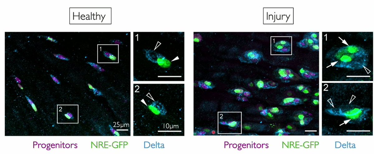 "  Physics of Life Symposium 2025 " was really fun event. Thanks to <a href="/czi/">Chan Zuckerberg Initiative</a> , specifically Priscilla Chan &amp; @ucsf for organizing it.