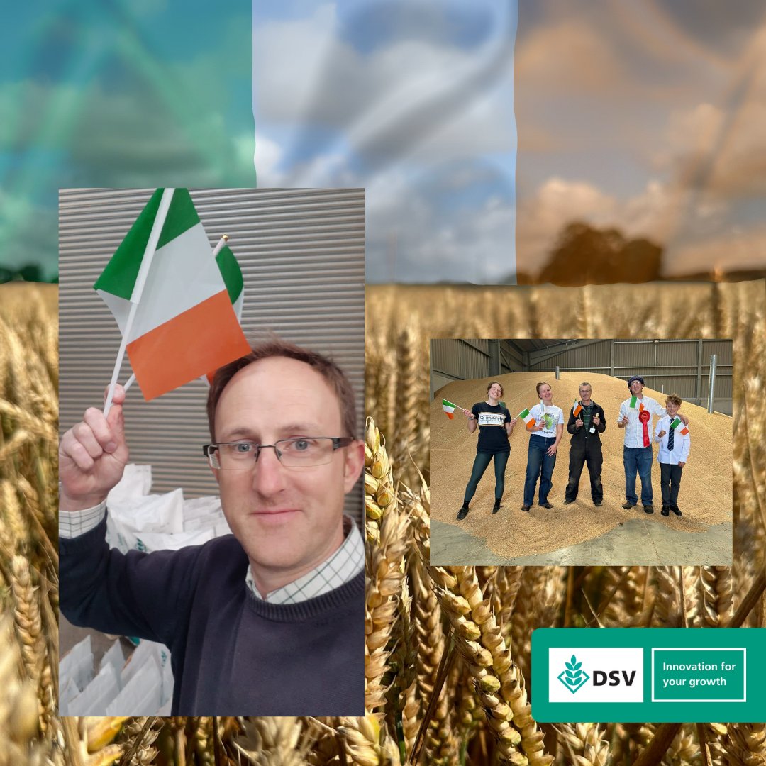 DSV’s Champion winter wheat has been named one of the top varieties on the Irish Department of Agriculture’s 2026 Recommended List – achieving an impressive 107% of control yields despite the challenges posed by this year’s growing season.