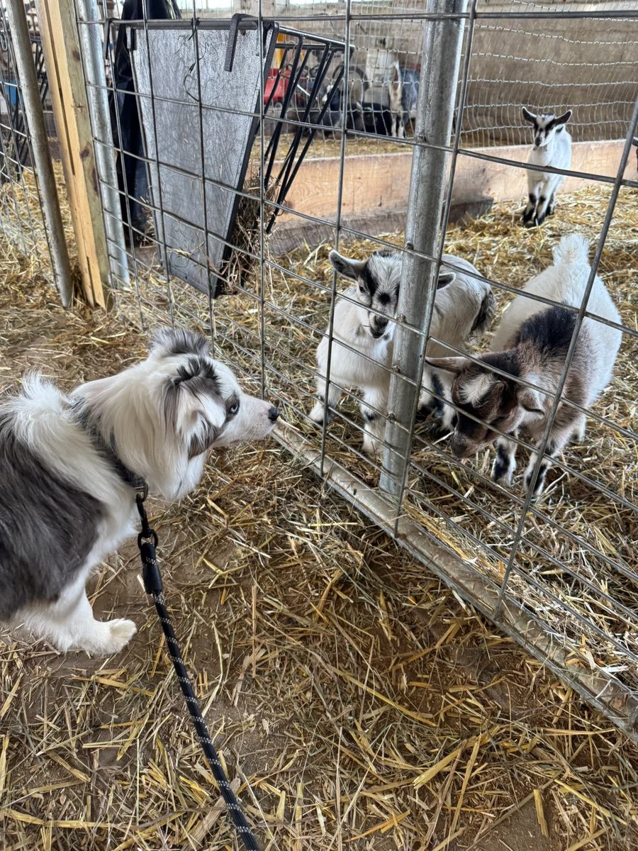 b1533630ac6042b's tweet image. Joy makes the world softer.🤪#TravelMood #MinimalLife #CraftLife #DailyLiving