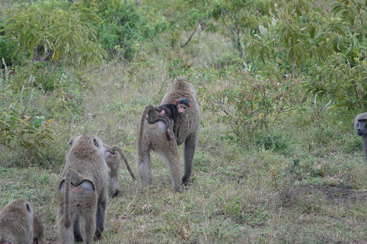 MemimaLimited's tweet photo. We had clients in Arusha and trust me—the park is alive and screaming with wildlife! 🦁🦓🦒 

#Safaritanzania #Arusha #memimatours https://t.co/ZIeys2bInr