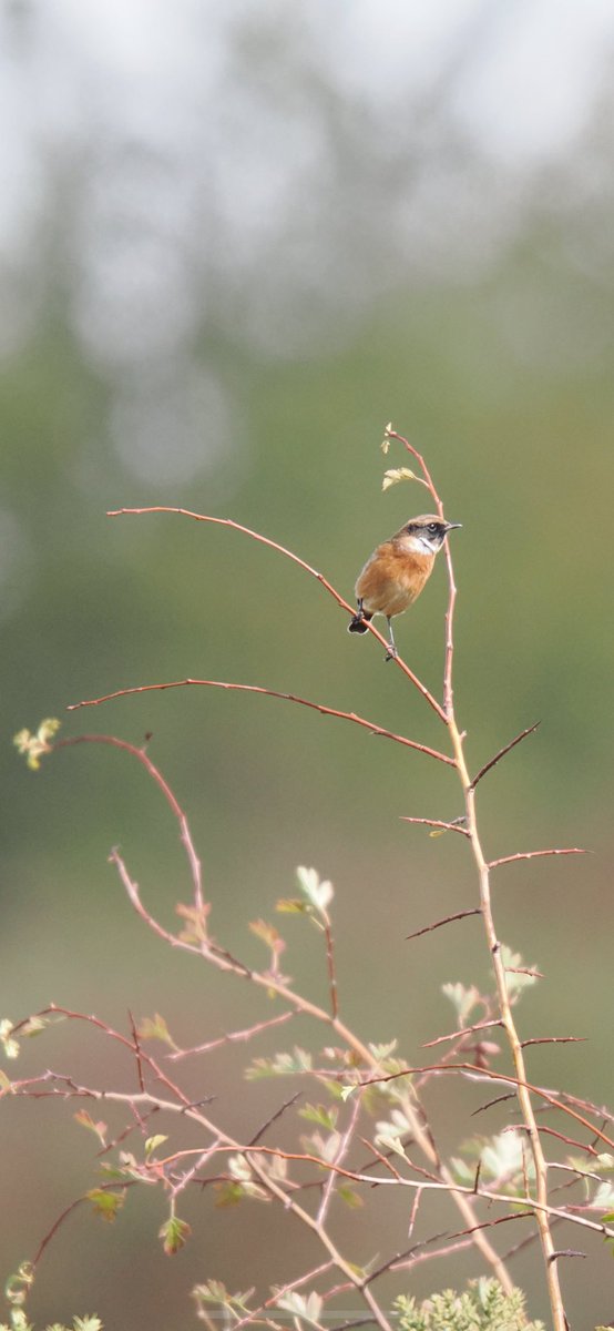 M+f Stonechat on Netherton hill this lunchtime