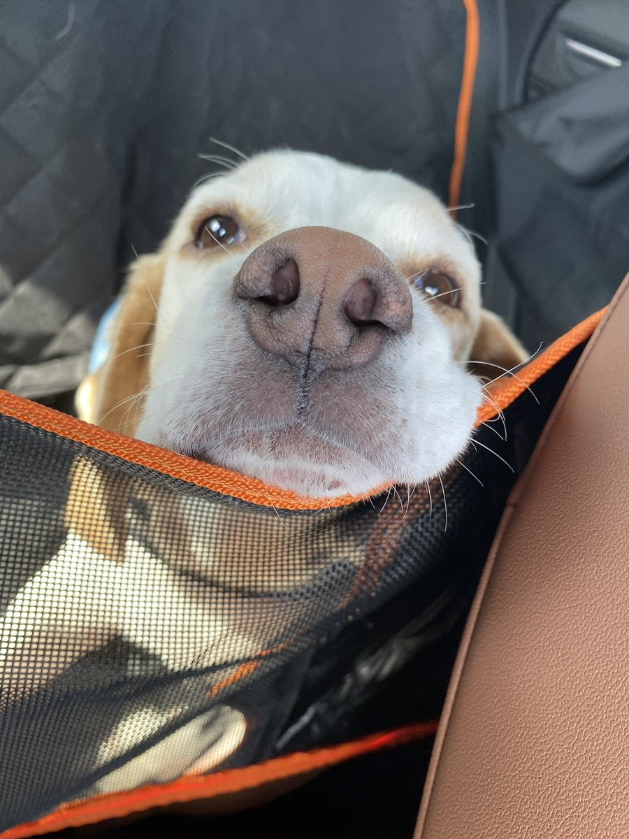 The JohnJohn and Luna and baby Bacon 🇮🇱💙🤍 tweet media