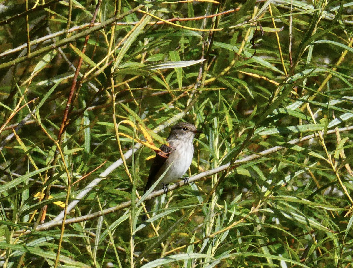 TwoSpotted Flycatchers feeding on Longrun Meadow, Taunton this morning.