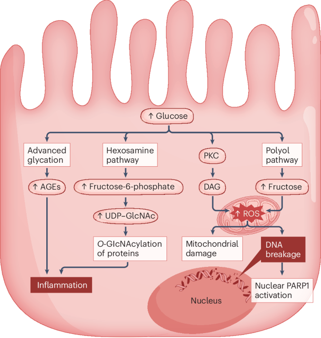 NatureRevEndo's tweet photo. New content online: Mechanisms of diabetic kidney disease and established and emerging treatments https://t.co/Rib9YkkKQq https://t.co/PSrppRirJK