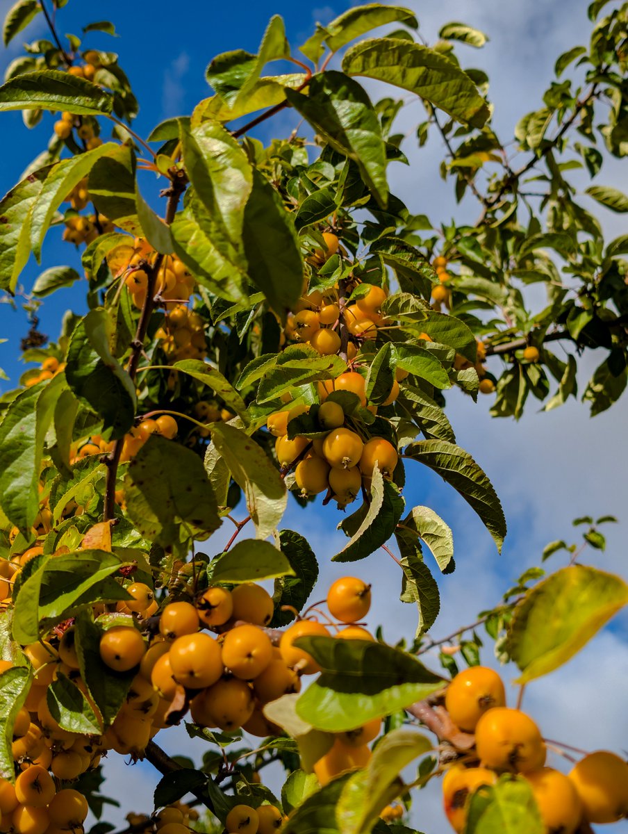 Autumn is just around the corner and the reserve is blooming with rich autumnal colours ☀🍂
