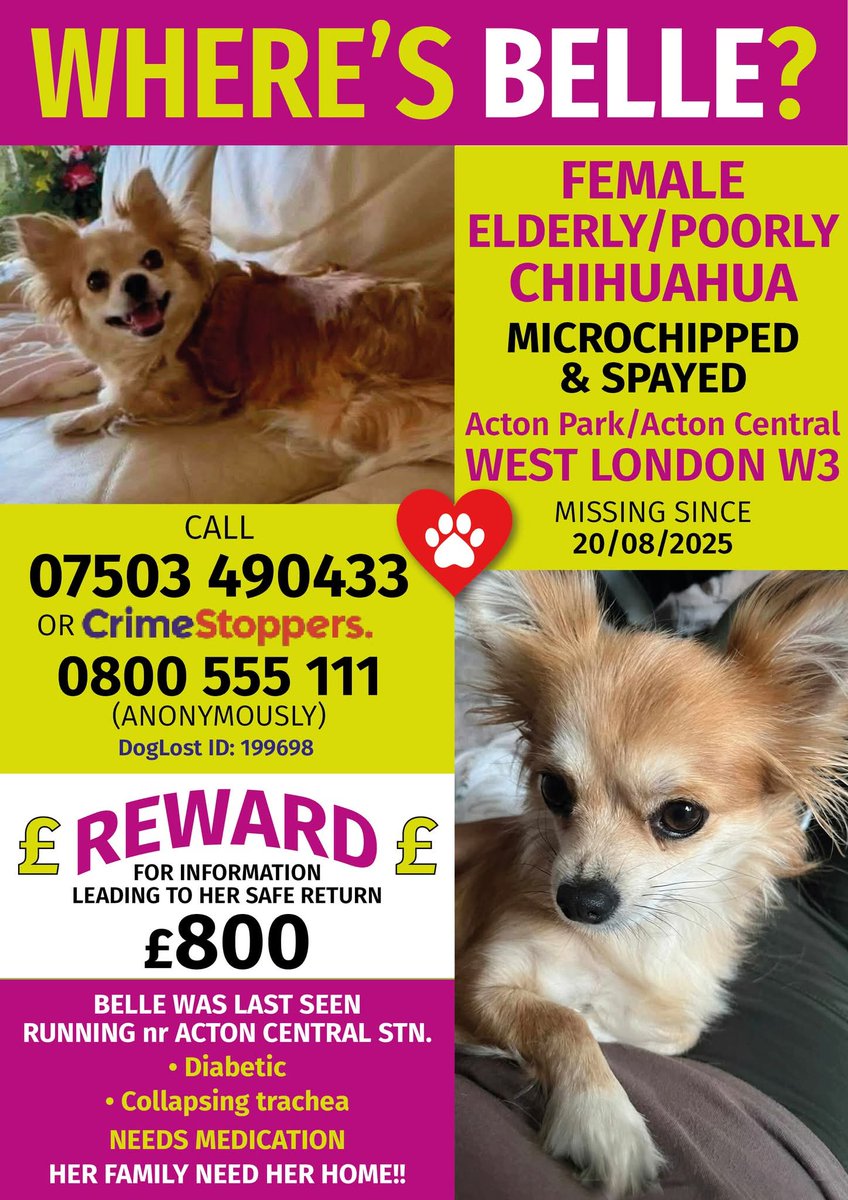 BELLE #MISSING FROM ACTON PARK/nr ACTON CENTRAL STN #LONDON #W3

Owner believes Belle has been stolen ! No sightings in over a week. If you see someone walking a dog like Belle please contact asap!