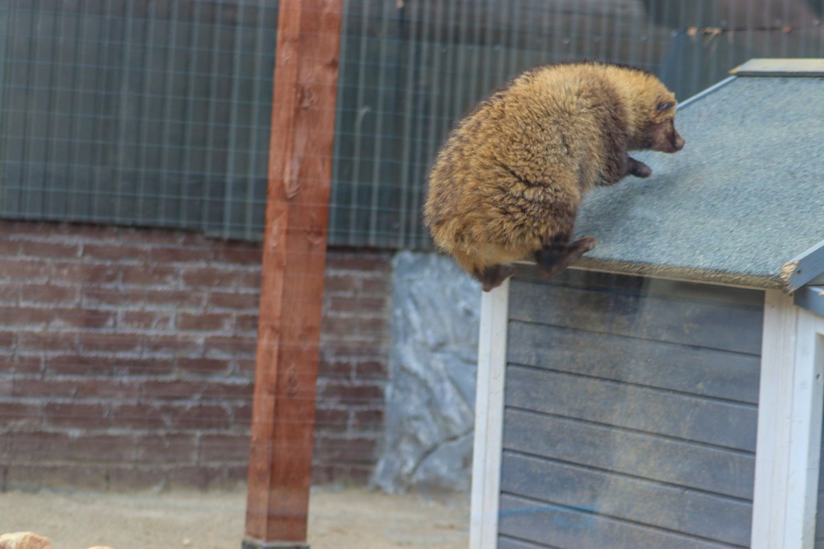 ぽんもち tweet media