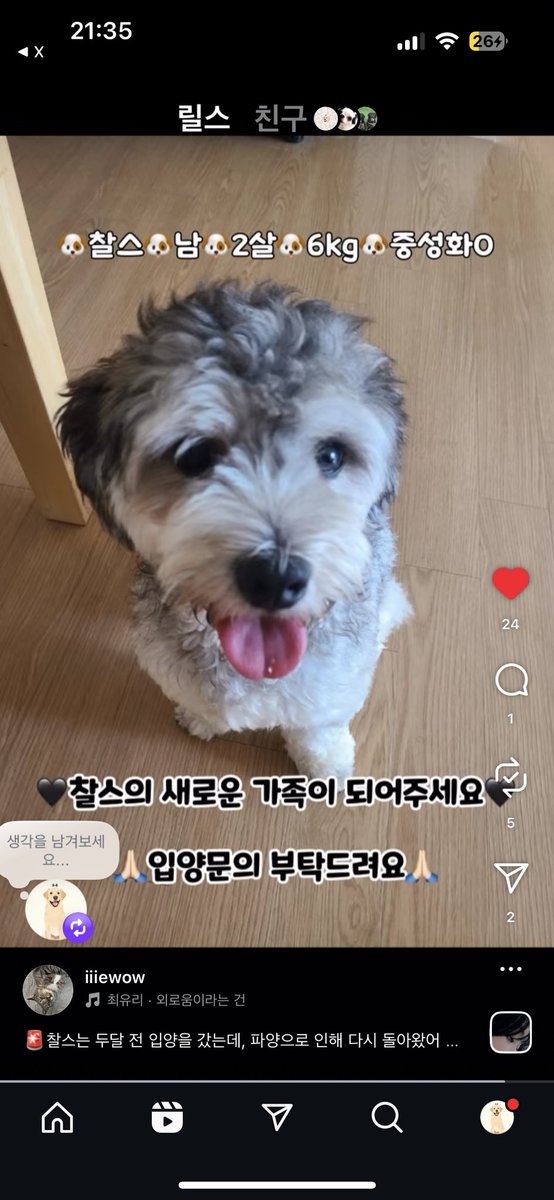 idagyeom175873's tweet photo. 대구 한적한 밭에 버려졌던 찰스
입양갔다가 두달만에 다시 돌아오게 되었어요..
아이 끝까지 책임질 수 있는 가족분 나타나주세요ㅜㅜ
지금 임보처는 단기 임보처입니다ㅜㅜ
여러곳으로의 이동이 많다보니 
배변실수, 흥분도가 높아진 상태예요😢
시간을 갖고 사랑 주실 가족 찾아요🙏 https://t.co/M5alcH3RDz