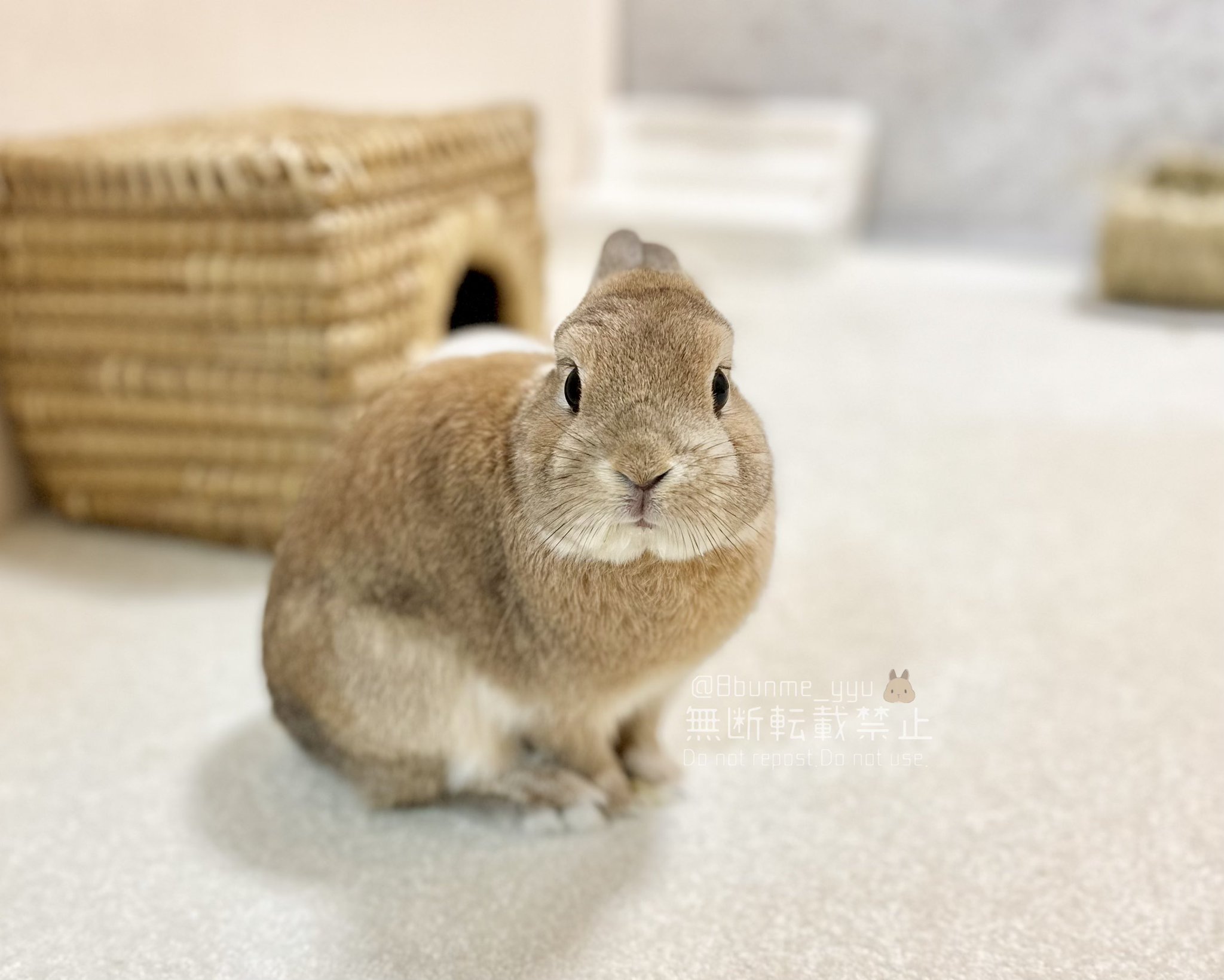 うさぎ_(・×・_∪⌒)ο Fxxking Rabbits Stuffed Toy – #FR2