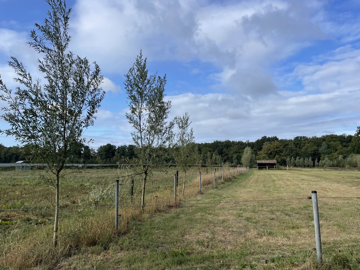 11 september 10.10 Ranst #vrtweer ⁦<a href="/BuienradarBE/">BuienradarBE</a>⁩ #weerfotografie #natuurfotografie