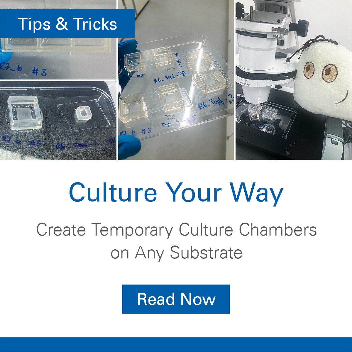 ibidiCells's tweet image. 💡ibidi #Tips &amp;amp; Tricks series continues!➡️

👩‍🔬Lea Tomasova, Senior Research #Scientist at ibidi, shows how to create temporary culture chambers on any substrate quickly, #precisely, and without glue🎯

🔗zurl.co/cKolc

💭Send us your #creative idea to info@ibidi.de 📩
