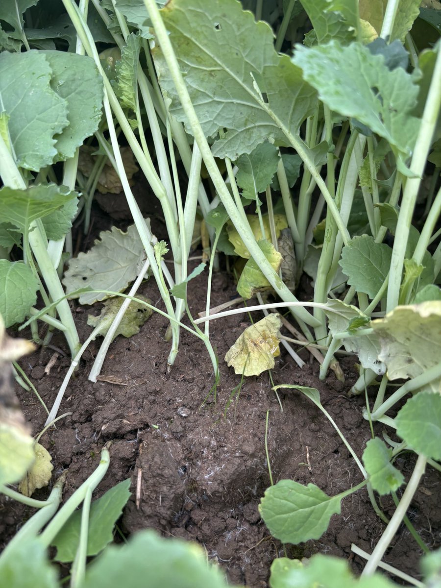 samalacampagne's tweet image. Coucou, qui est là ? 
Tant pis, ça sera grattouillage, pas de semis dans les repousses cette année, effet #parapluie #vulpin #blé #semis25