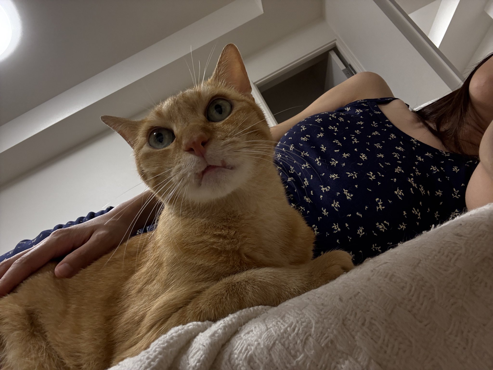 あやしいネコA やまて🐈🌼 on X: 