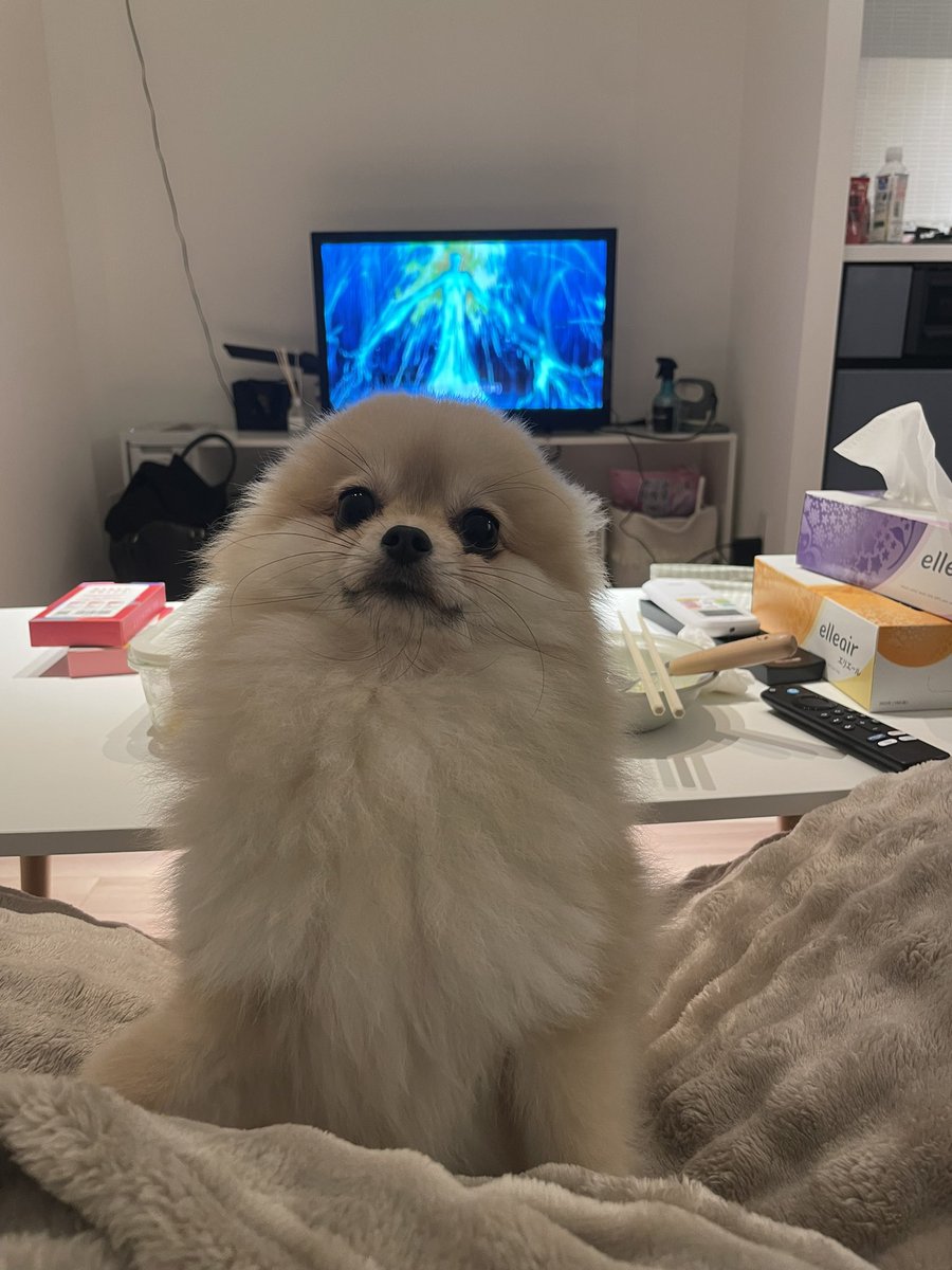 人がご飯食べてる膝の上で誇らしげでかわいいね😙