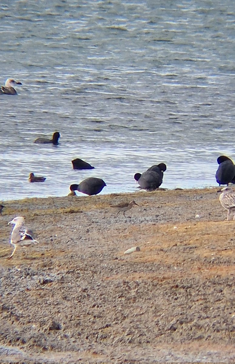No Glossy Ibis for me <a href="/STWCarsington/">Carsington Water</a> this morning despite a couple of hours searching around Sheepwash. A smart juvenile Ruff was some compensation as was a Great Egret, 2 Pintail, Yellow-Legged Gull and a likely Caspian Gull <a href="/Derbyshirebirds/">Derbyshire Ornithological Society (DOS)</a> <a href="/DerbysWildlife/">Derbyshire Wildlife Trust</a>