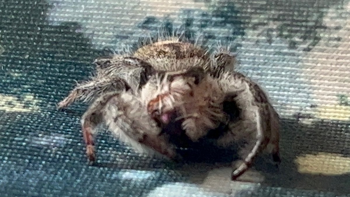 Pumpkin just about sums it up! 😂😂😂