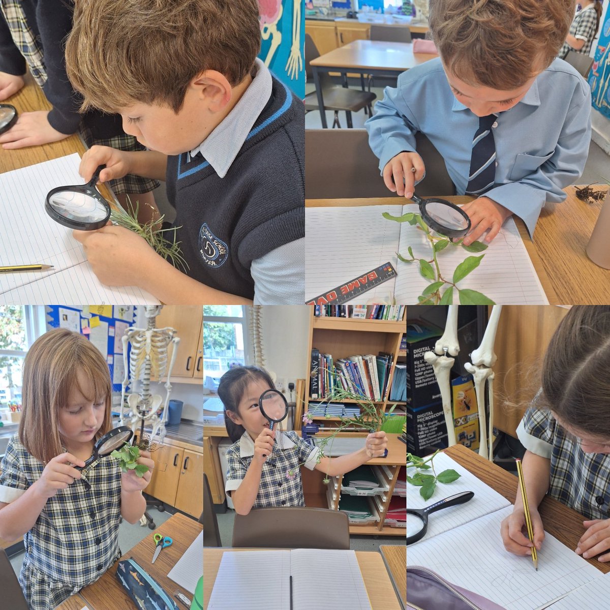 Such attention to detail from our <a href="/UptonForm3/">Upton House Form 3</a> children exploring the structure of plants and drawing detailed labelled diagrams! 🌿🔎✍️ <a href="/UptonHouseSch/">Upton House School</a> #UptonJourney #CuriosityandCreativity