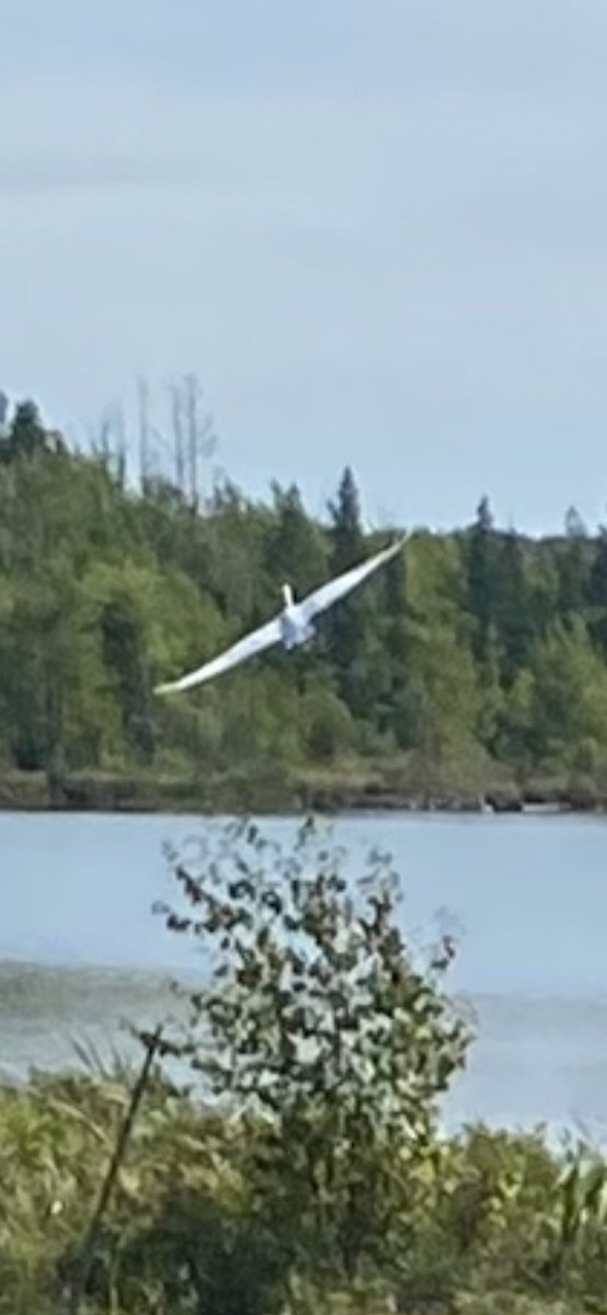 They’re back! Trumpeter Swans 🦢 stop on our lake in the spring on their way north &amp; again in the fall on their migration back south We have had as many as 10 here but this is one of the 1st pair