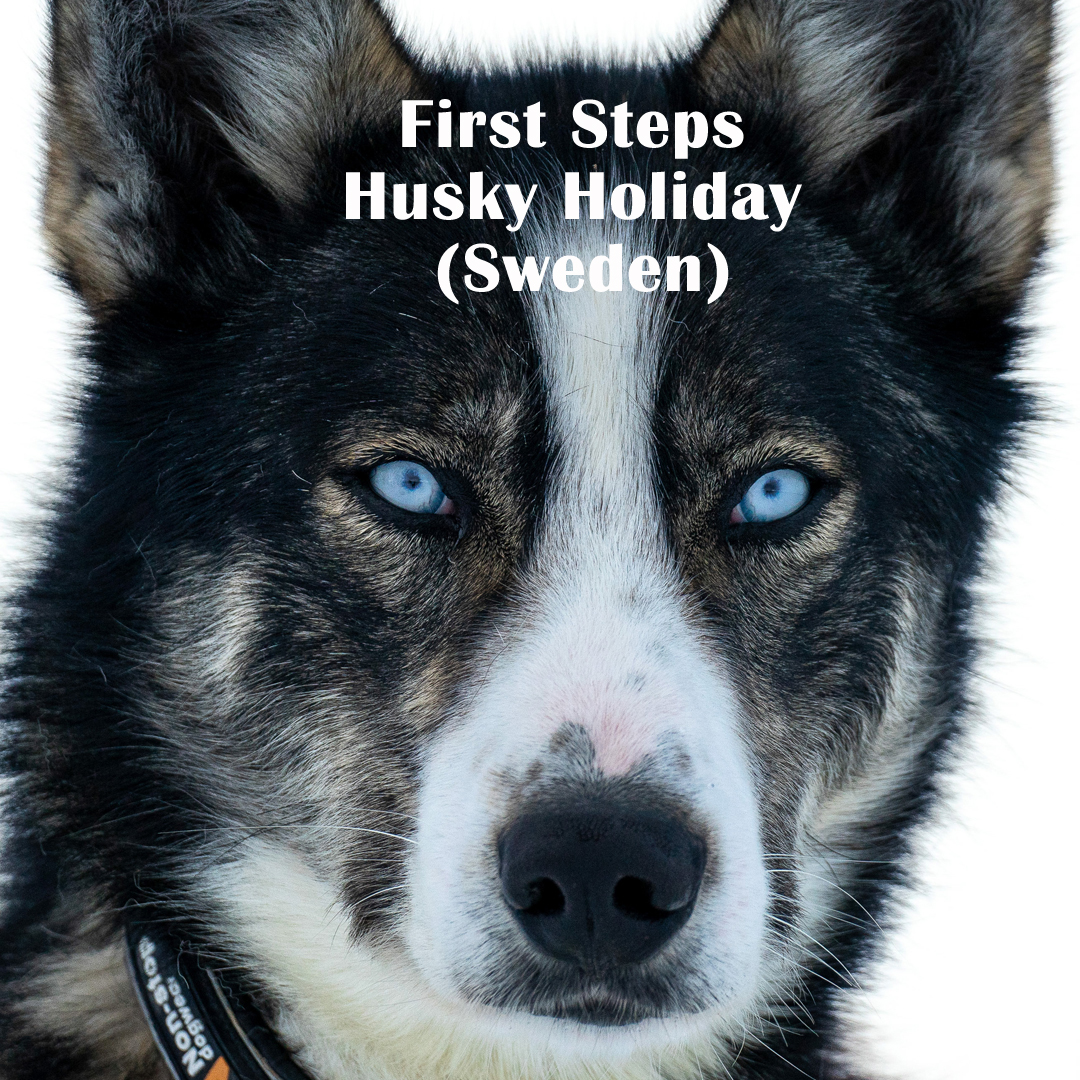 How about a dogsled adventure to celebrate Christmas or New Year? 🥳 Take a look at the First Steps Husky Holiday (Sweden) - Discover the joy of driving your own dogsled with an easy-going week of husky adventures 19.12-26.12.25 or 26.12.25-02.01.26🐺☃️

naturetravels.co.uk/dog-sledding-h…