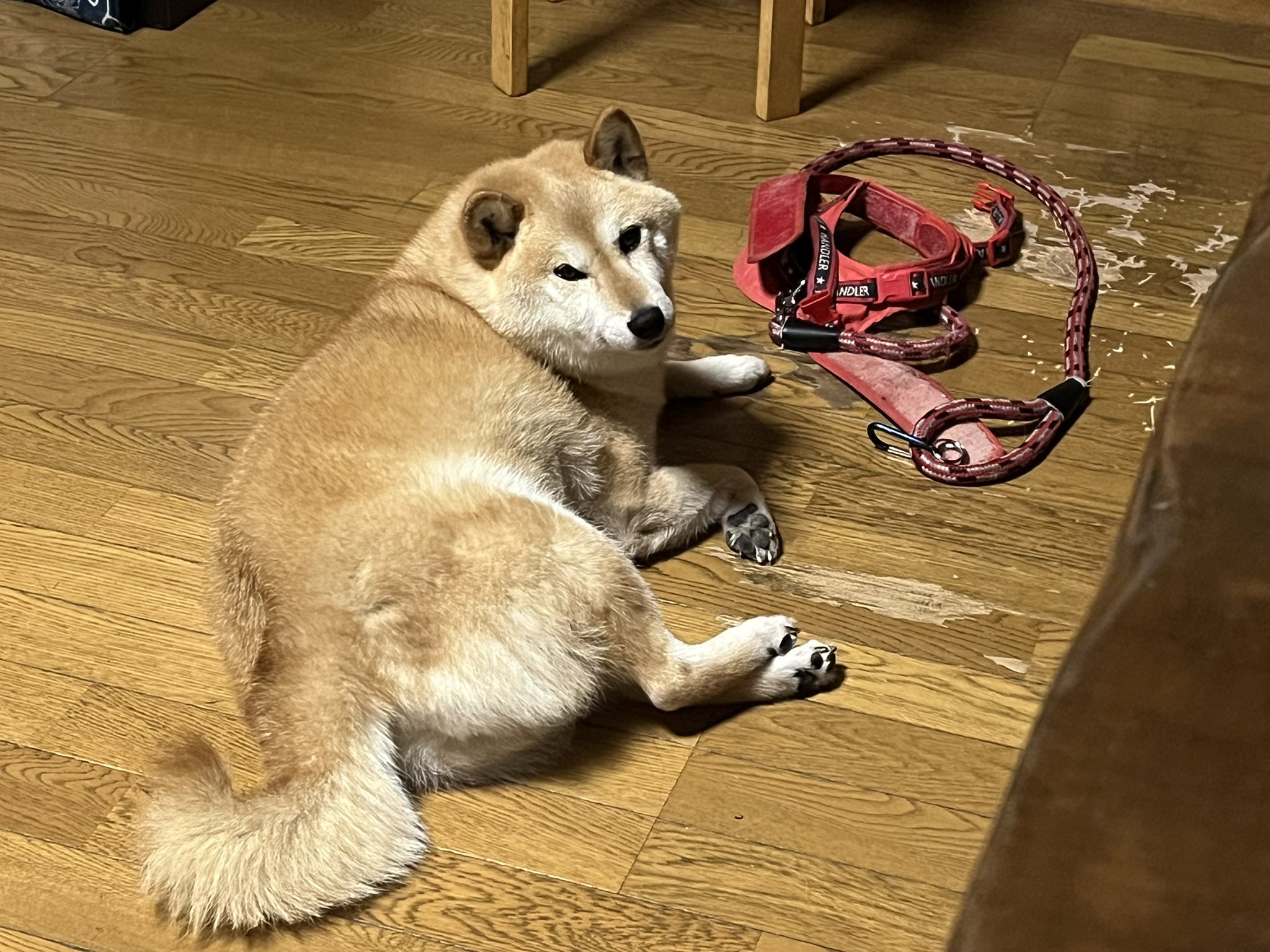 通行人ケン🐶☀️🌠 on X: 
