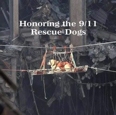 dywest's tweet photo. Also honour &amp; respect to the #911dogs who also served tirelessly to help others on that tragic day. One guide dog led his blind owner down 17 flights of stairs to safety. Just one of many inspiring stories of #rescuedogs on #911Anniversary #911day #Remember911 #dogs #NeverForget https://t.co/jcwK4ZRWJE
