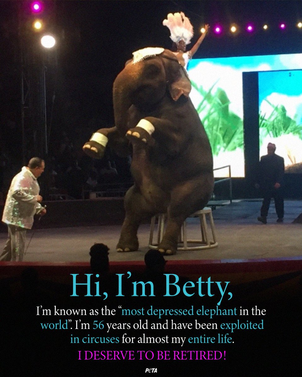 peta's tweet image. Meet the &quot;Most Depressed Elephant in the World,&quot; Betty 🐘 She has been exploited in the Carden Circus to the point where her elderly body is breaking down on her 💔
Discover her heartbreaking story &amp;amp; then take action to send her to a reputable sanctuary ⤵️
peta.vg/441c