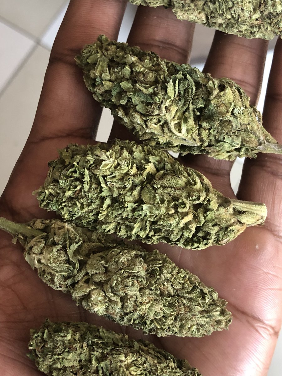 bUdbUddy_Shop's tweet photo. Fresh greenhouse NORTHERN LIGHTS 🌠🏮 just landed available in micro &amp; bulk order 📦 

DM, comment or interact for assistance ☎️

Collection in JHB, nationwide delivery overnight 🚛🍀💨 #Mmemberville #cannabisculture #weedlovers #420friendly #stonergirls https://t.co/E9sNh6JWjf