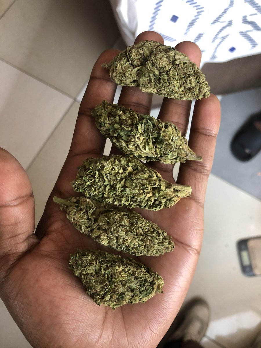 bUdbUddy_Shop's tweet photo. Fresh greenhouse NORTHERN LIGHTS 🌠🏮 just landed available in micro &amp; bulk order 📦 

DM, comment or interact for assistance ☎️

Collection in JHB, nationwide delivery overnight 🚛🍀💨 #Mmemberville #cannabisculture #weedlovers #420friendly #stonergirls https://t.co/E9sNh6JWjf