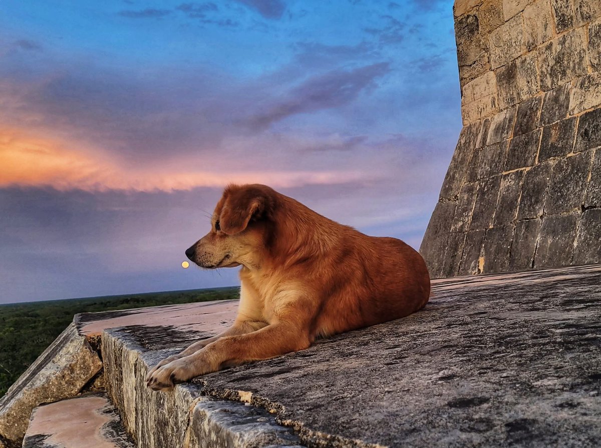 DiloConPerritos's tweet image. Los perritos de Chichén Itzá 🇲🇽 

📷: Jose Antonio Keb Cetina