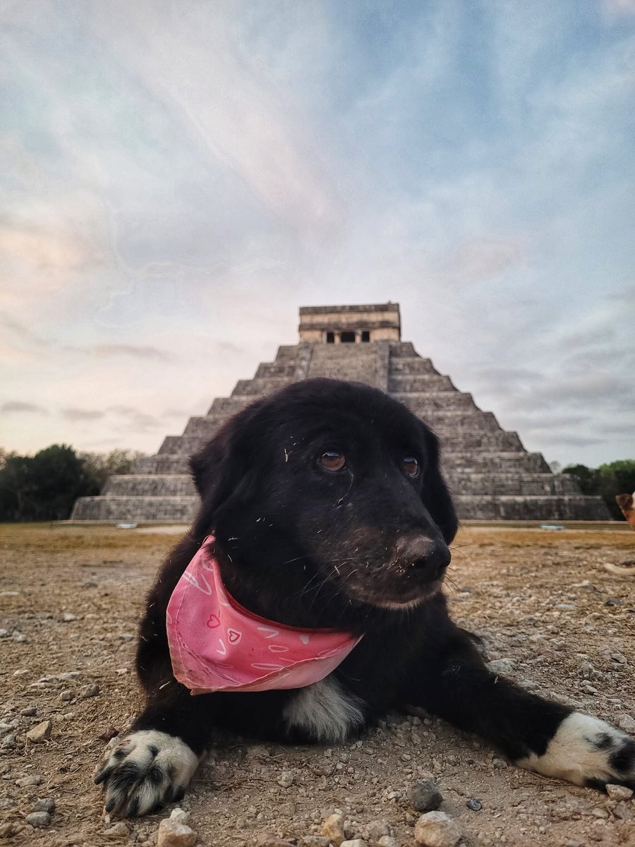 DiloConPerritos's tweet image. Los perritos de Chichén Itzá 🇲🇽 

📷: Jose Antonio Keb Cetina